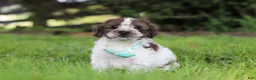 Cockapoo dogs for sale: Ace - Ad 5