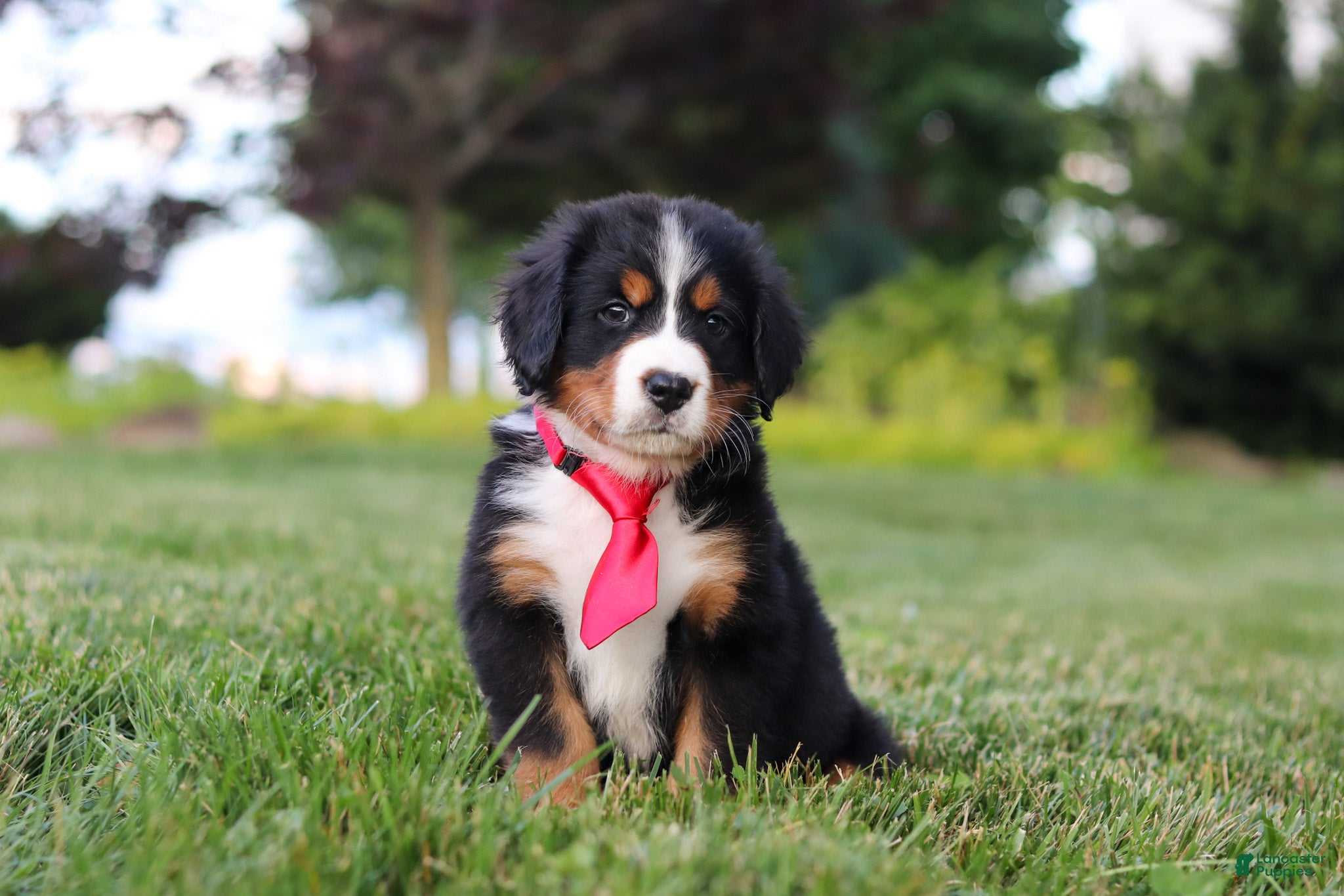 Bernese Mountain Dog dogs Prince - Ad 2