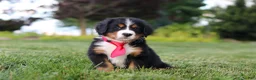 Bernese Mountain Dog dogs for sale: Prince - Ad 2