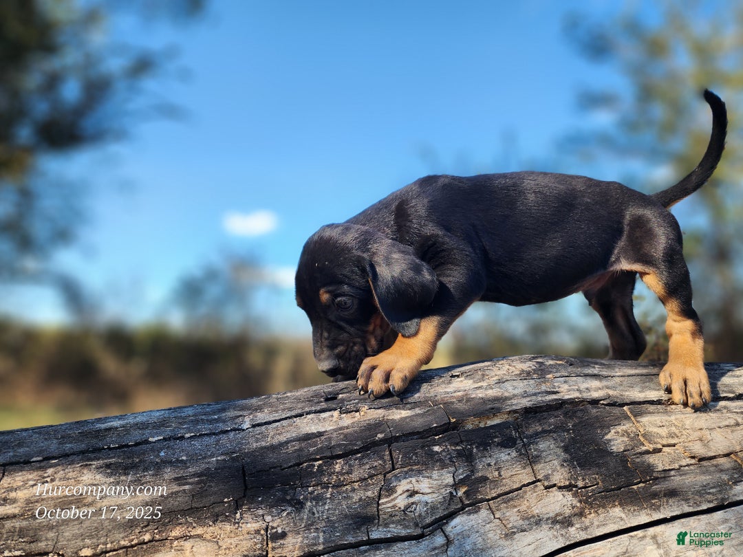 Mixed Breed dogs for sale: Fall 2025 Bloodahoula Male 4 - Ad 2