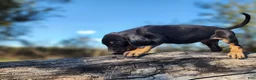 Mixed Breed dogs for sale: Fall 2025 Bloodahoula Male 4 - Ad 2