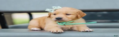 Arnia ACA Golden Retriever Pup