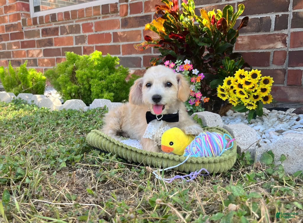 Maltipoo dogs Peanut - Ad 1