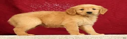 Golden Retriever dogs for sale: Daisy - Ad 5