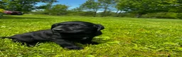 Labrador Retriever dogs for sale: Phillipe - Ad 8