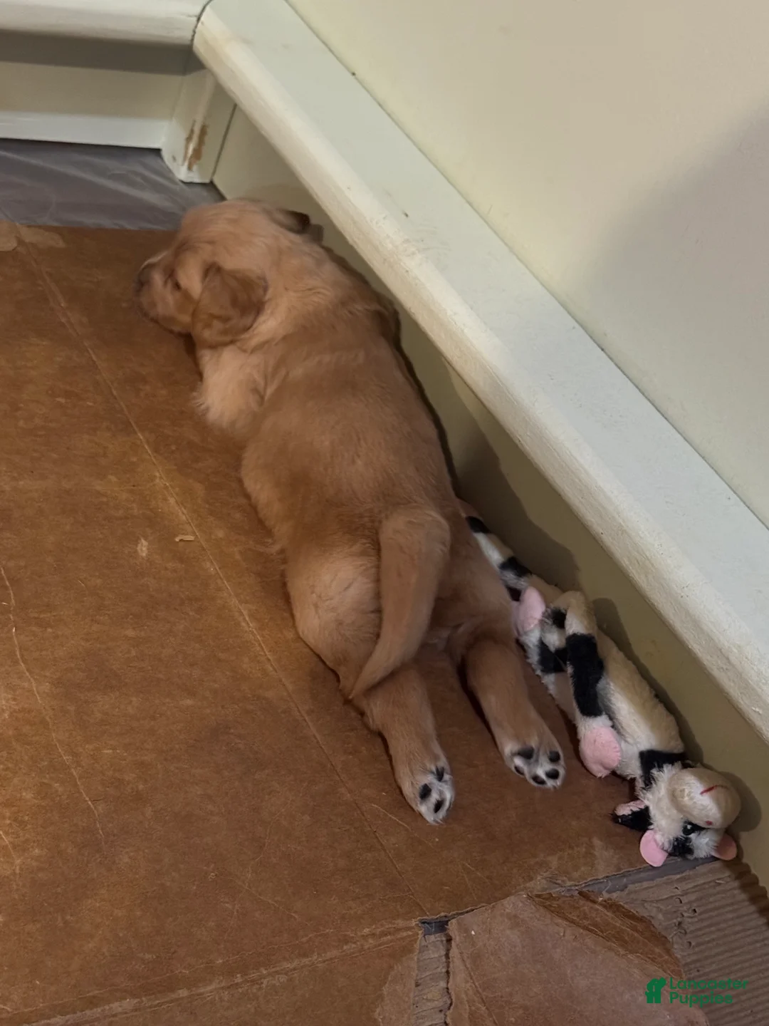 Golden Retriever dogs for sale: Golden Retriever Puppy 2 - Ad 1