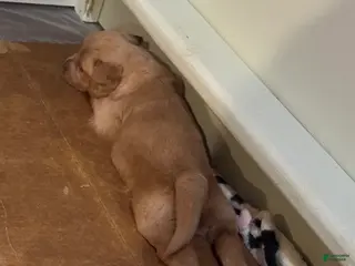 Golden Retriever dogs Golden Retriever Puppy 2 - Ad 13