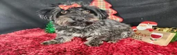 Havanese dogs for sale: Havanese 2 - Ad 4