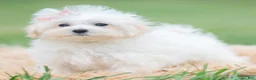 Maltipoo dogs for sale: Nellie - Ad 7