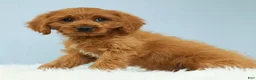 Cavapoo dogs for sale: Reese 🍫 - Ad 2