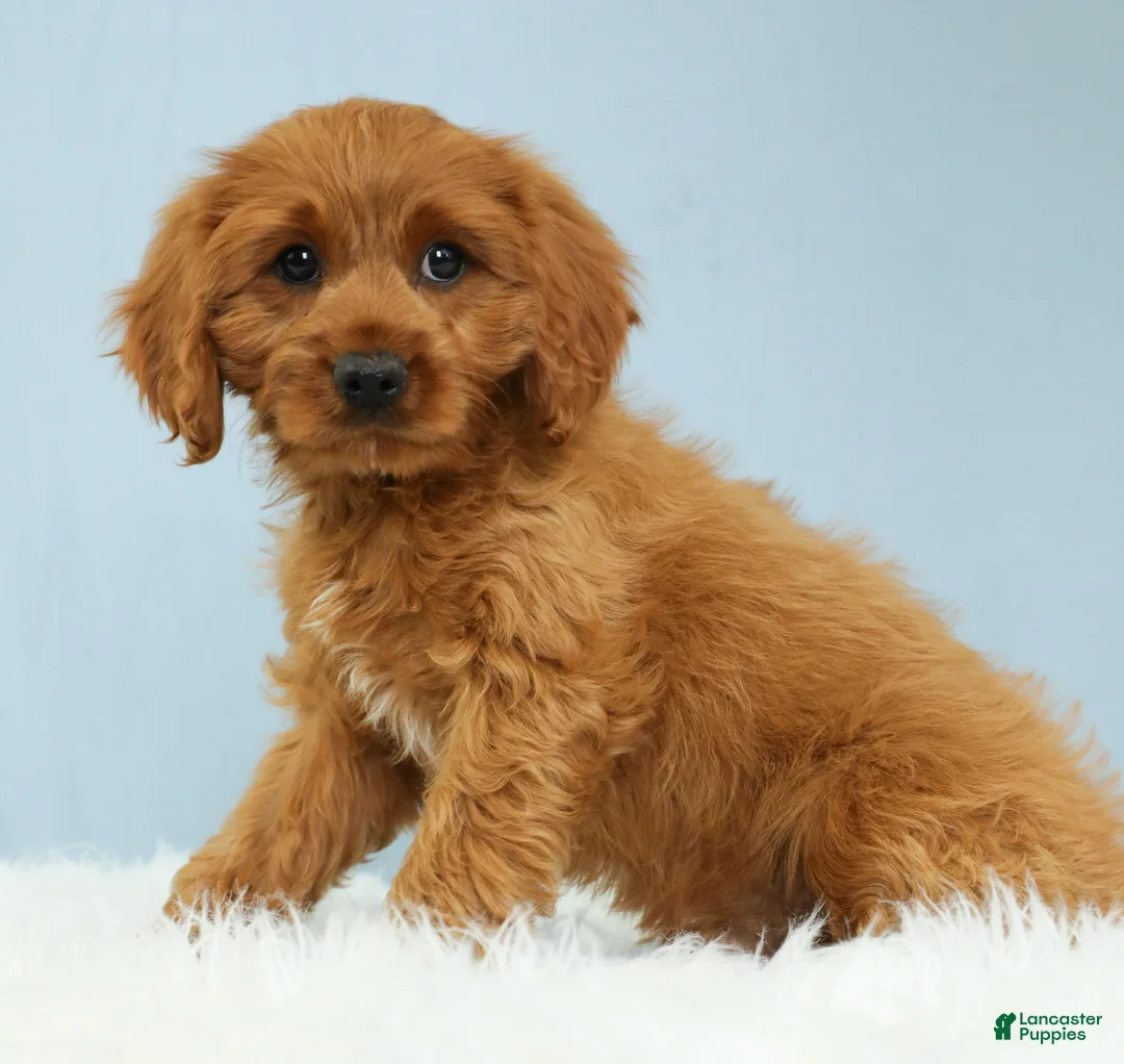Cavapoo dogs for sale: Reese 🍫 - Ad 2