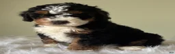 Mini Bernedoodle dogs for sale: Cinder  - Ad 2