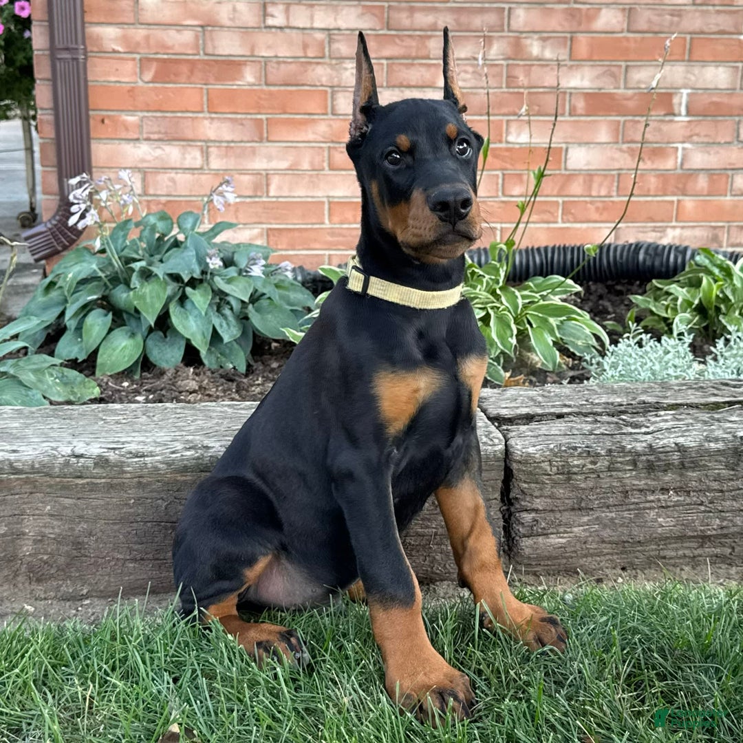 Doberman Pinscher dogs for sale: Selene - Ad 10