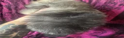 Pomeranian dogs for sale: Lara - Ad 4