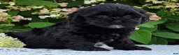 Shihpoo dogs for sale: Hailey - Ad 3