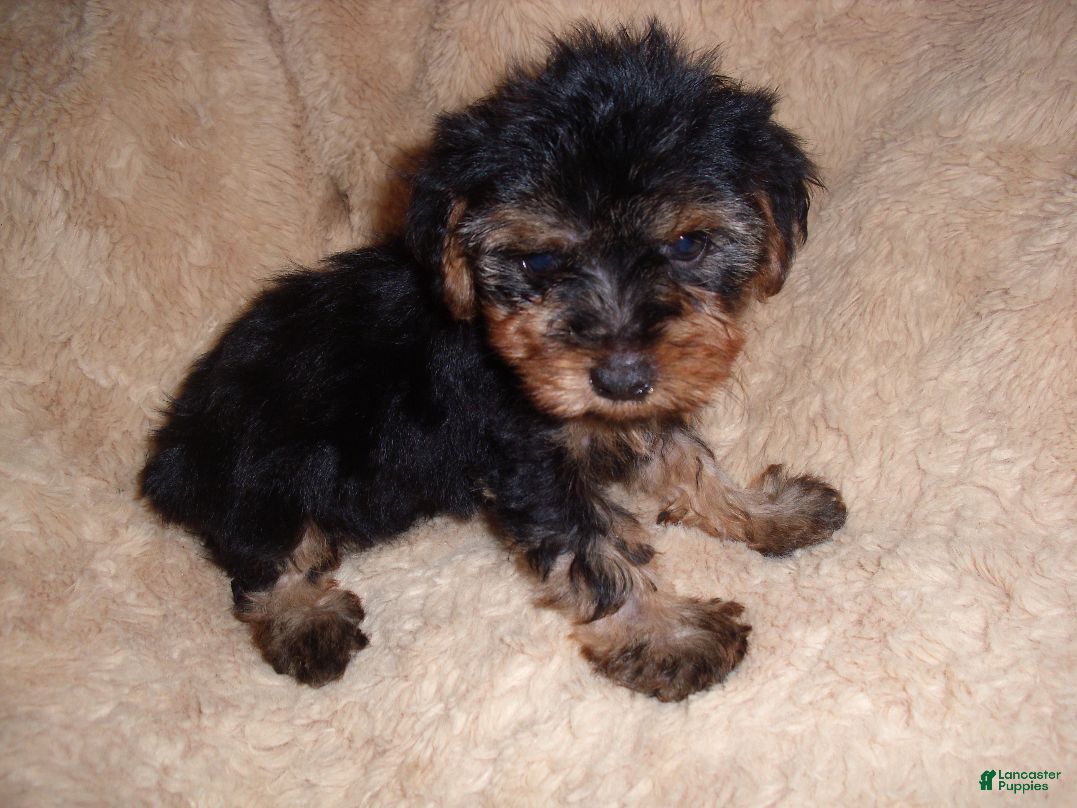 Yorkshire Terrier dogs Yorkshire Terrier 3 - Ad 1