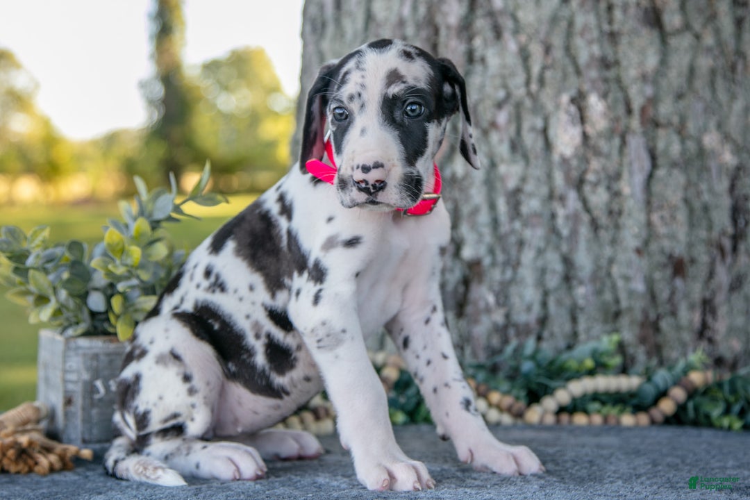 Great Dane litter of puppies for sale in Salem Lancaster Puppies