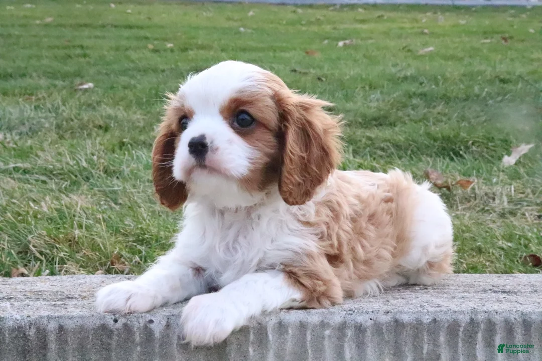 Cavalier King Charles Spaniel dogs for sale: Teddy - Ad 8