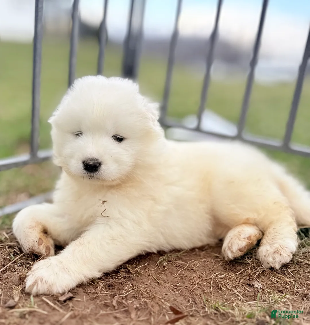 Samoyed dogs for sale: Diesel  - Ad 1