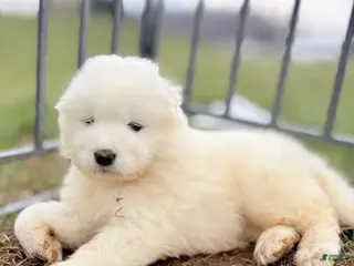 Samoyed dogs Diesel - Ad 19