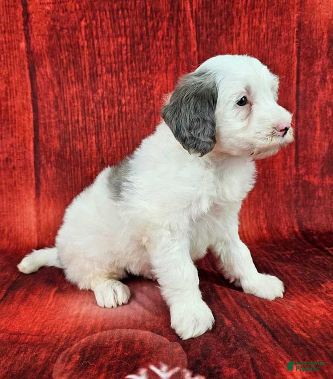 Mini Sheepadoodle dogs for sale: Kringle - Ad 3