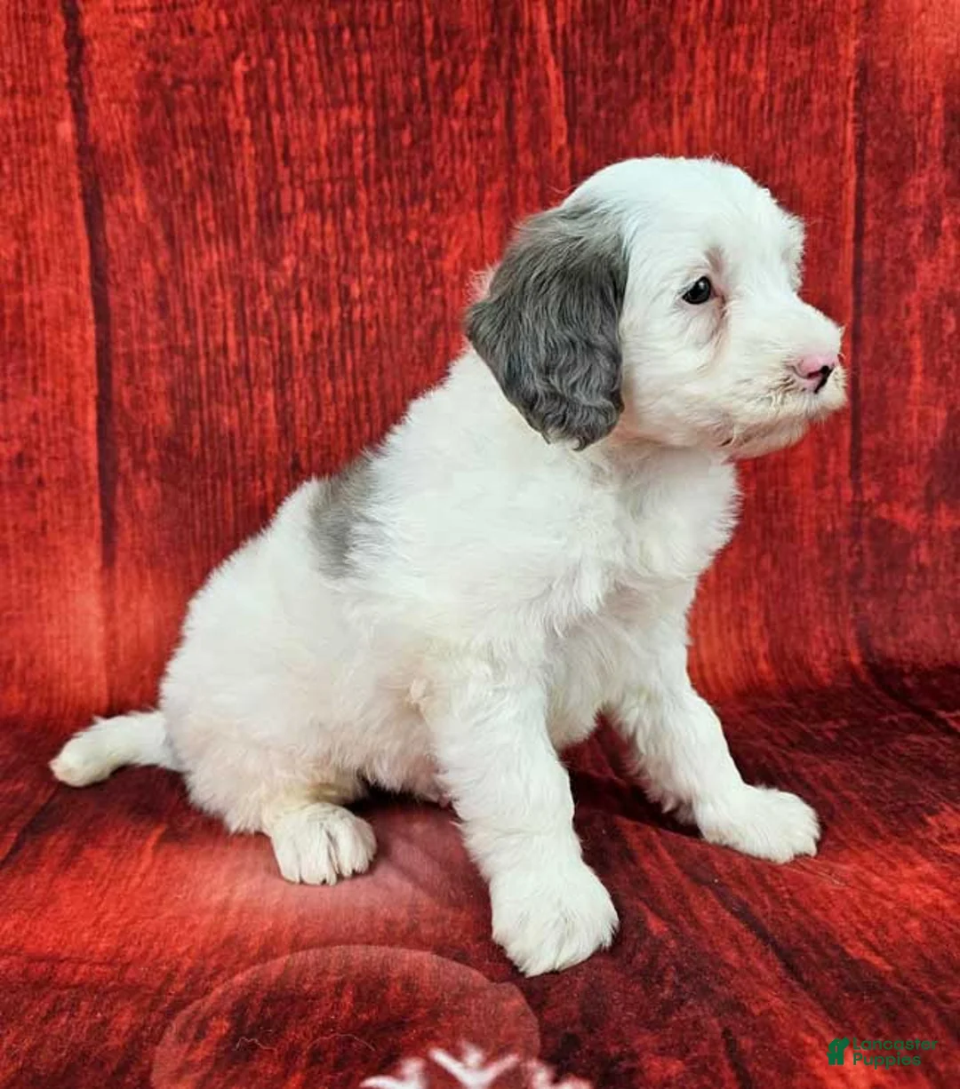 Mini Sheepadoodle dogs for sale: Kringle - Ad 3
