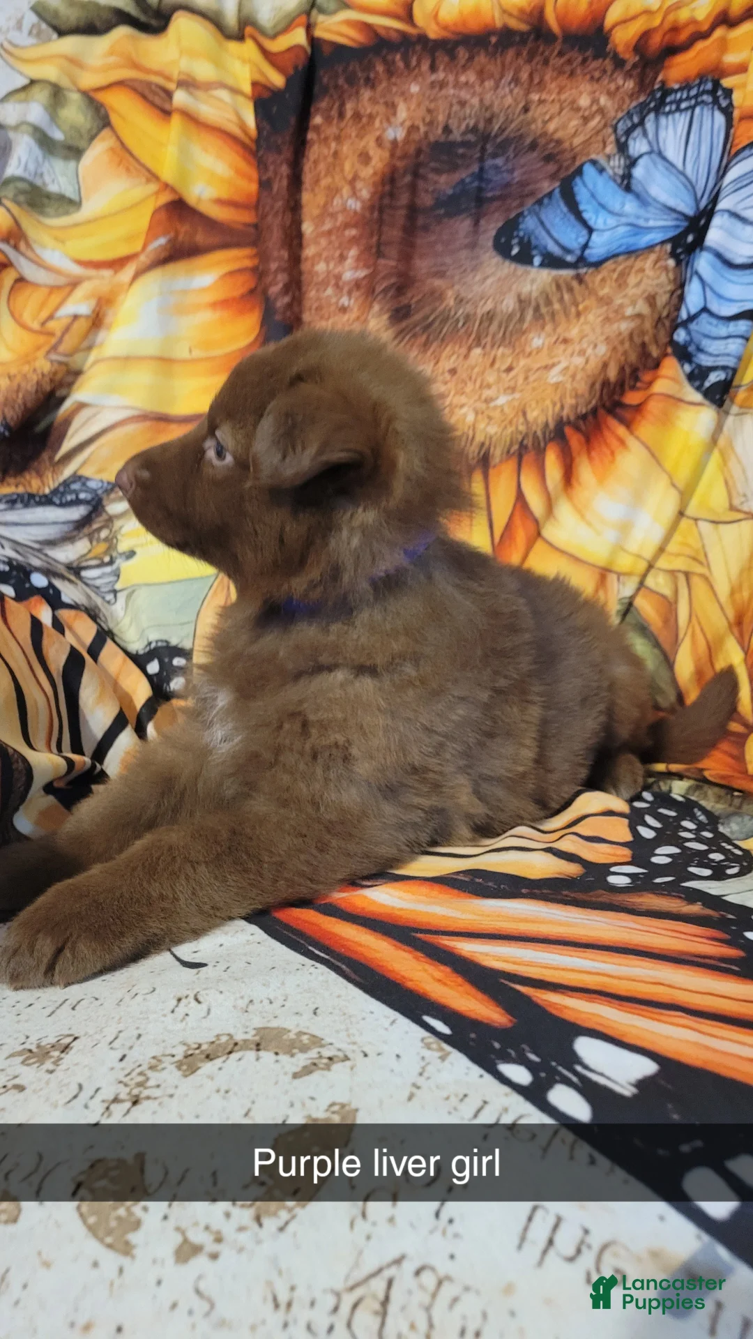 German Shepherd dogs for sale: Purple Liver girl - Ad 1