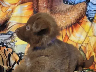 German Shepherd dogs Purple Liver girl - Ad 17