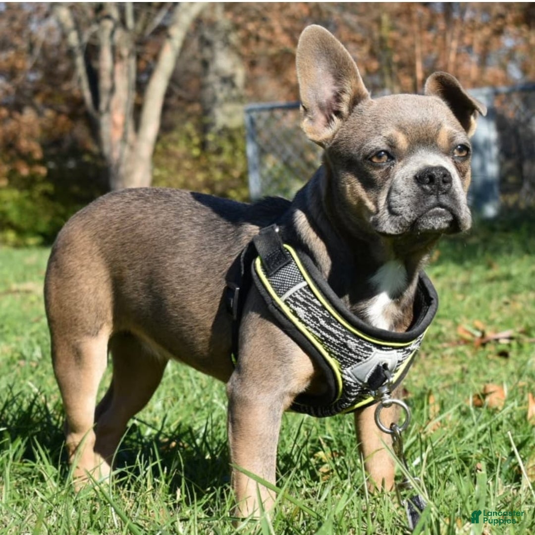 Mixed Breed dogs for sale: Penny blue eyes  - Ad 7