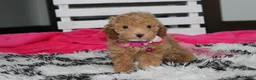 Bichpoo dogs for sale: Kalila  - Ad 3