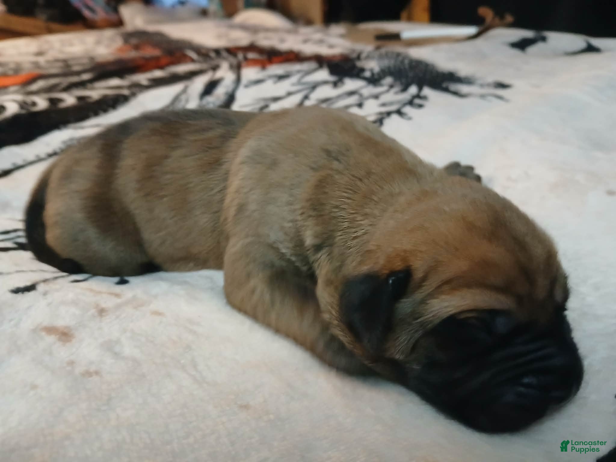 Presa Canario dogs Presa Canario Puppy 4 - Ad 4