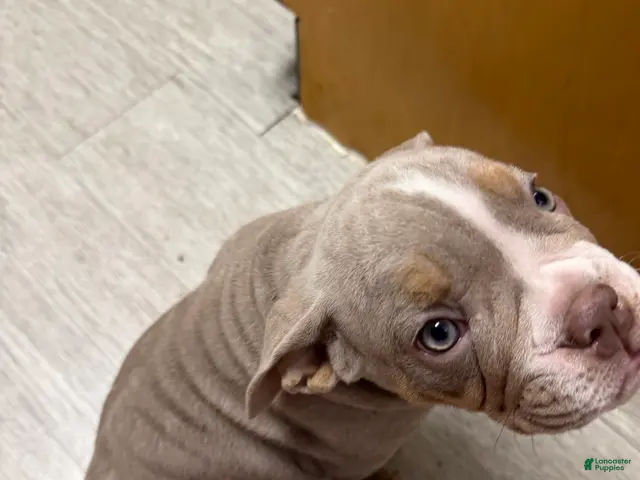 English Bulldog dogs for sale: English Bulldog 2 - Ad 2