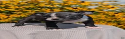 Boston Terrier dogs for sale: Tulip - Ad 5