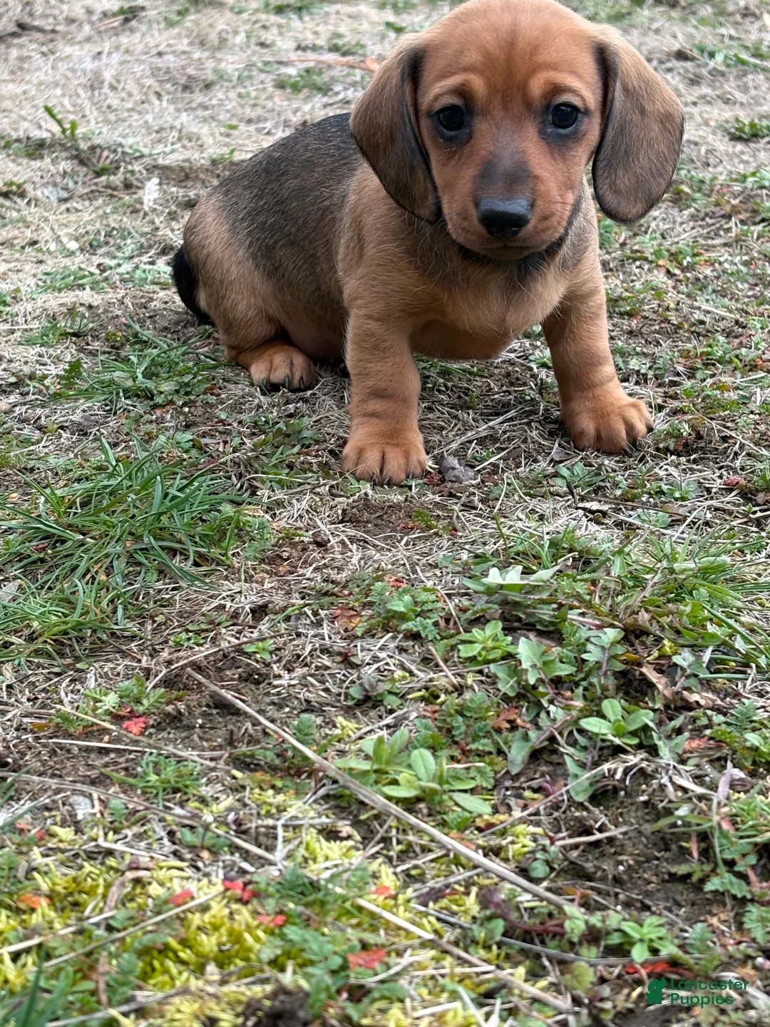 Dachshund dogs for sale: Charlotte - Ad 1