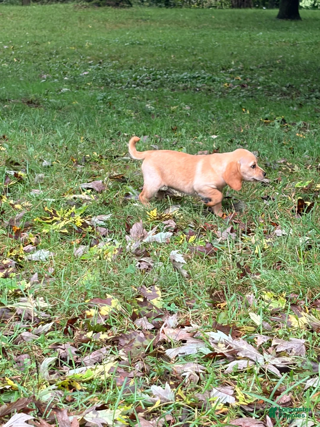 Mixed Breed dogs for sale: Mixed Breed 7 - Ad 4