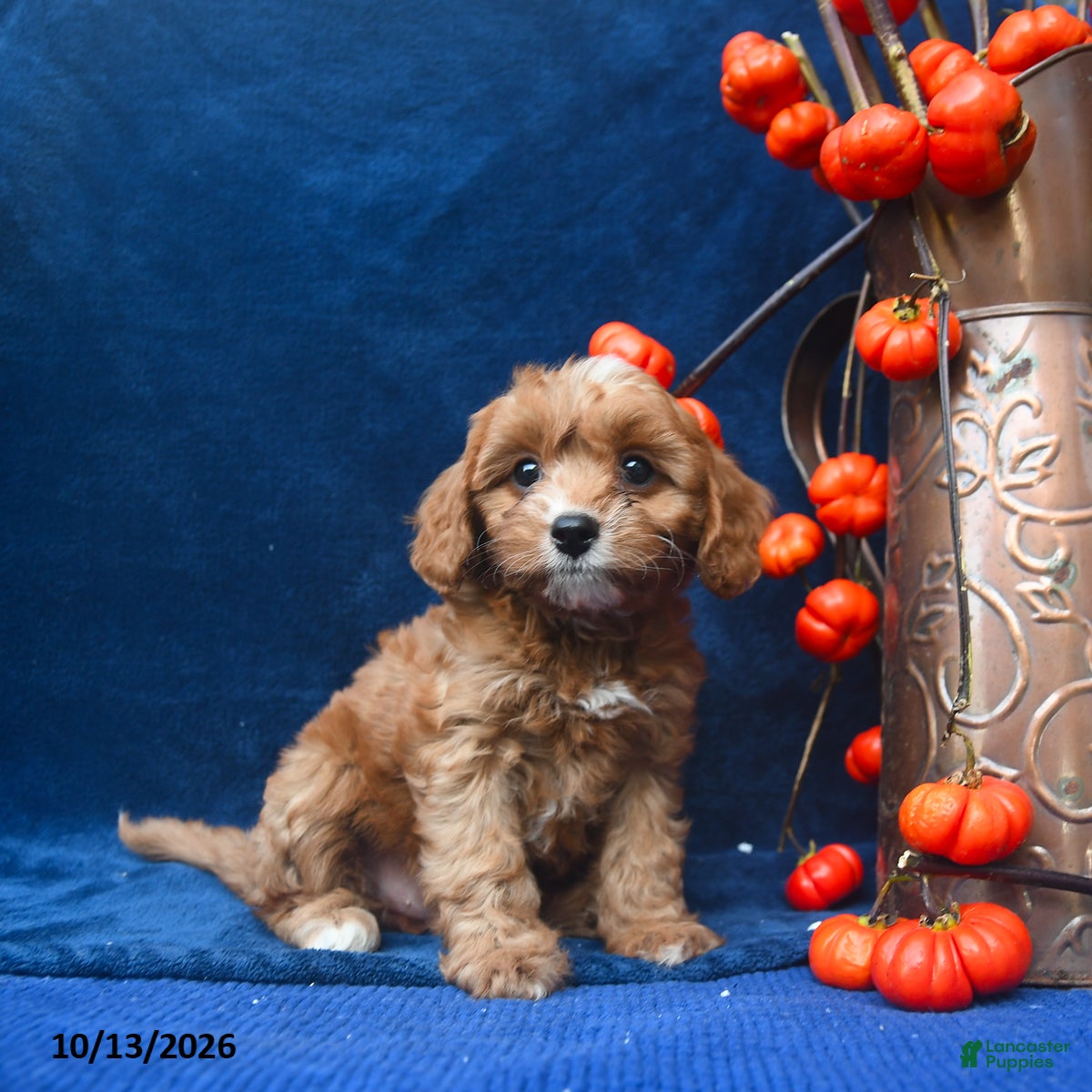 Cavapoo dogs Jayda - Ad 2