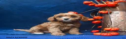 Cavapoo dogs for sale: Jayda - Ad 2