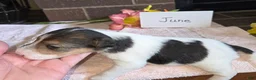 Wire Fox Terrier dogs for sale: (June) Wire Fox Terrier 4 - Ad 6