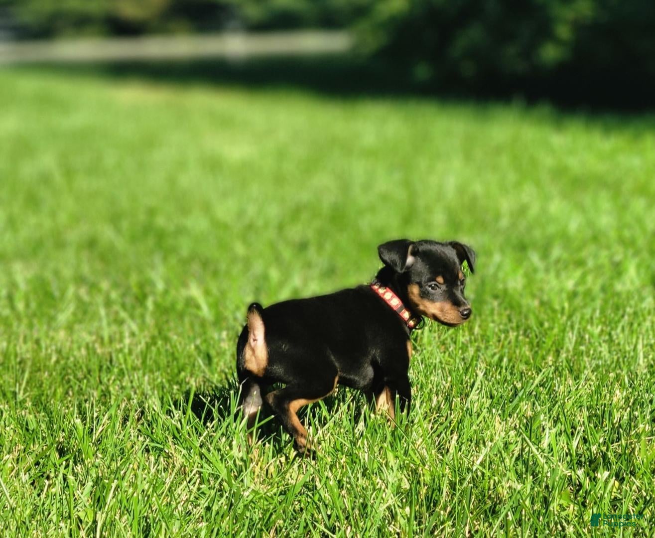 Miniature Pinscher (Miniature Pinscher, Male) in New Haven, IN