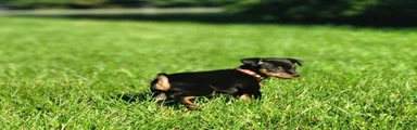 Miniature Pinscher 5