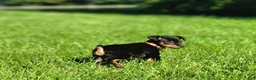 Miniature Pinscher dogs for sale: Miniature Pinscher 5 - Ad 1