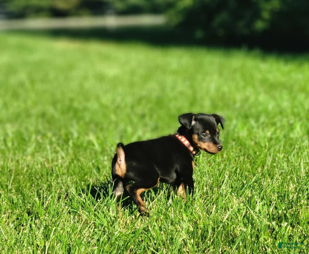 Miniature Pinscher dogs for sale: Miniature Pinscher 5 - Ad 1