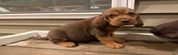 Bloodhound dogs for sale: Cinderella - Ad 1