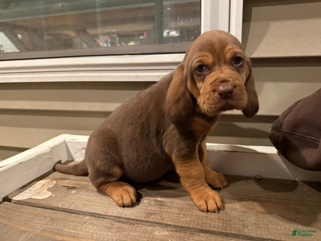 Bloodhound dogs for sale: Cinderella - Ad 1