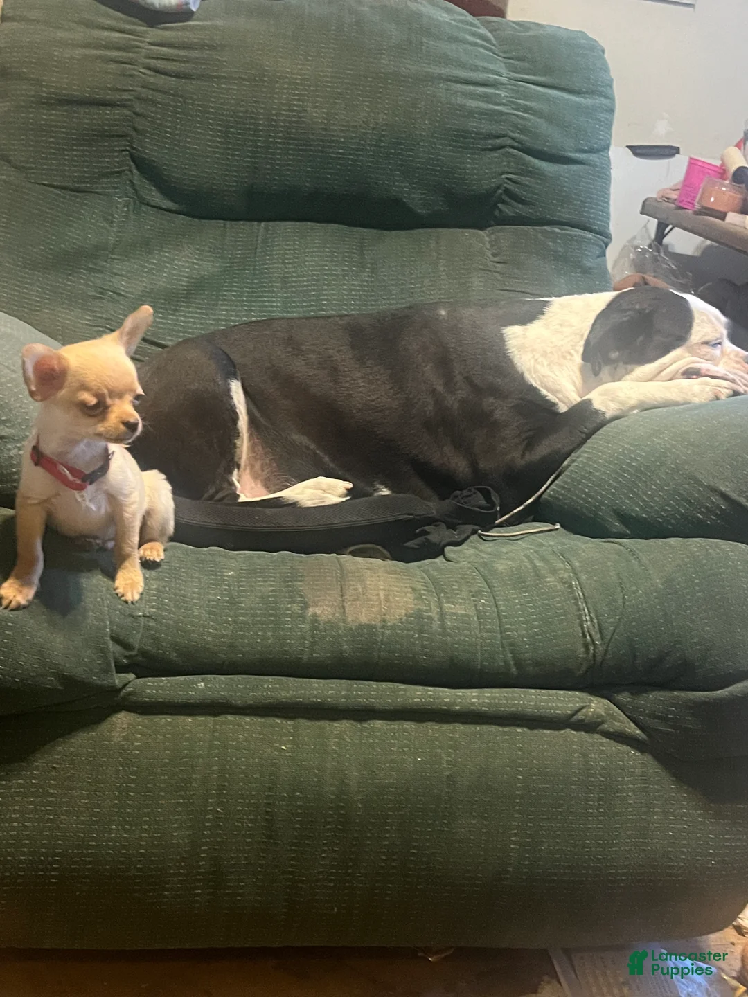 Chihuahua dogs for sale: Chihuahua Puppy 1 - Ad 2