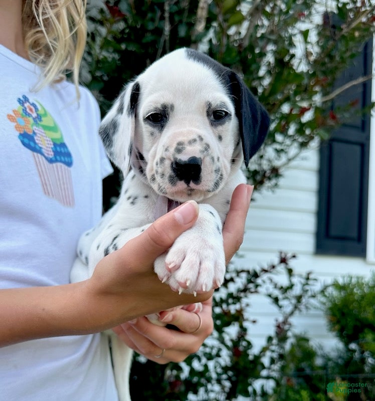 Dalmatian dogs Lilac - Ad 2