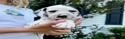 Dalmatian dogs for sale: Lilac - Ad 2