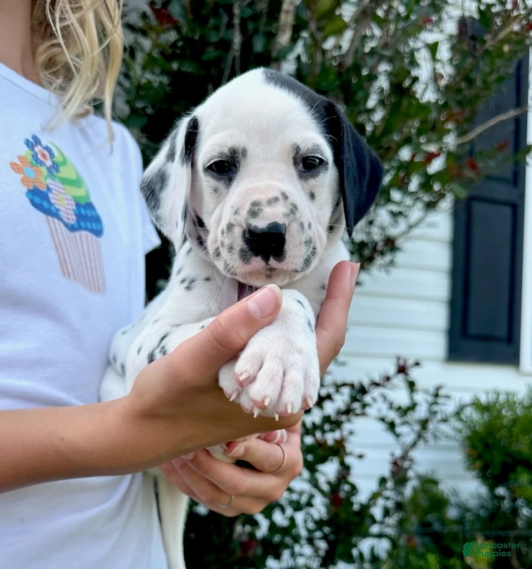 Dalmatian dogs for sale: Lilac - Ad 2