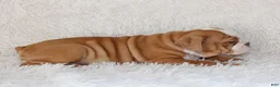 English Bulldog dogs for sale: Kallie - Ad 6