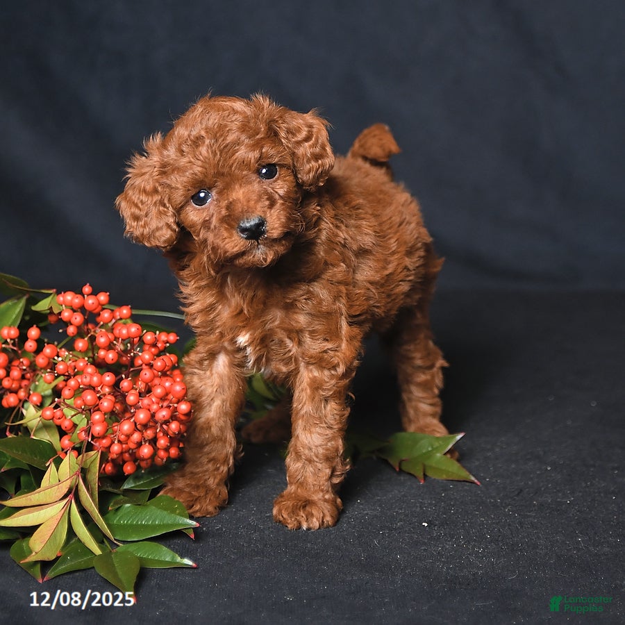 Toy Poodle dogs Happy - Ad 13